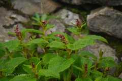 Aconogonon rumicifolium